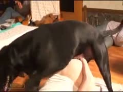 One evening, a frisky redhead jock junkie accepts blow job sex from her dog and enlarges her haunches.